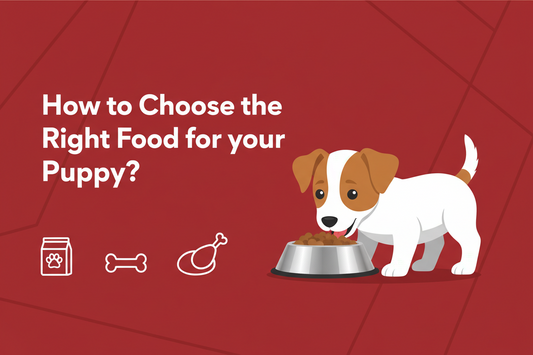 How to Choose the Right Food for Your Puppy: A Beginner’s Guide