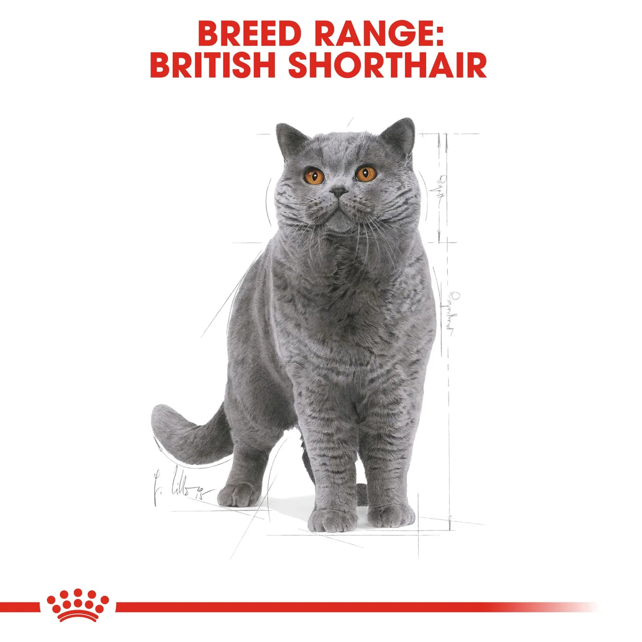 Royal Canin British Shorthair Adult Dry Cat Food 4KG