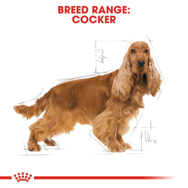 Royal Canin Cocker Spaniel Adult Dry Dog Food 3KG