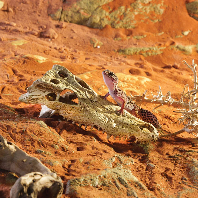 Exo Terra Crocodile Skull | Reptile Terrarium Decoration & Hideout