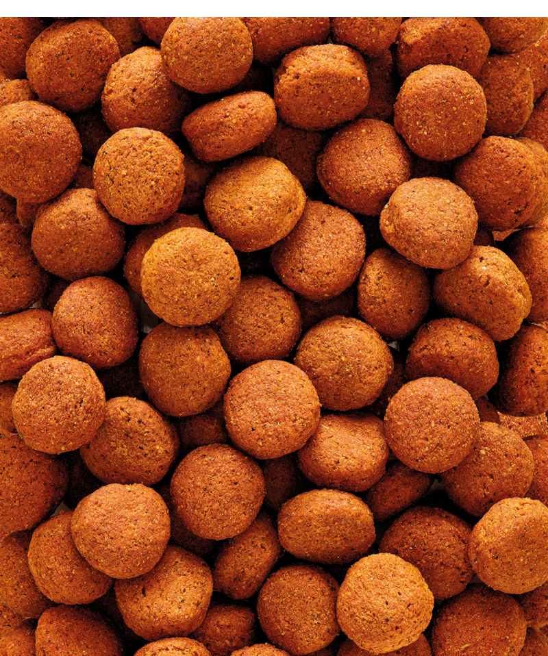 H16 Extruded pellet - Maintenance food for hornbills