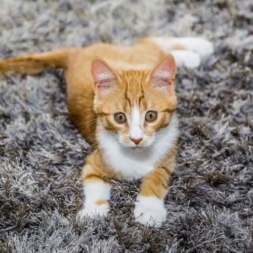 Extreme Stain &amp; Odor Remover (Cat) 500ml