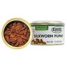 Silkworms Pupae