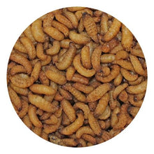 Wax Snax Dried Wax Worms 1 oz