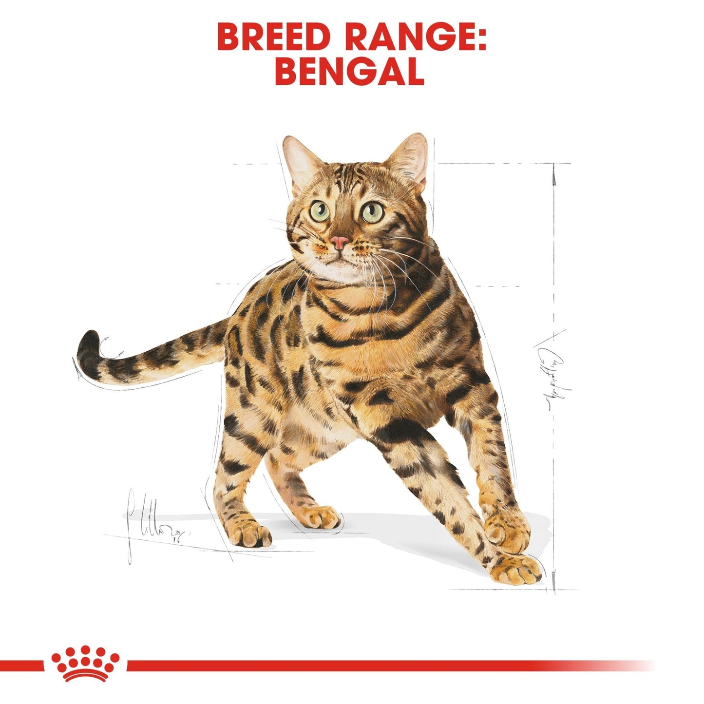 Royal Canin Bengal Adult Dry Cat Food 2KG