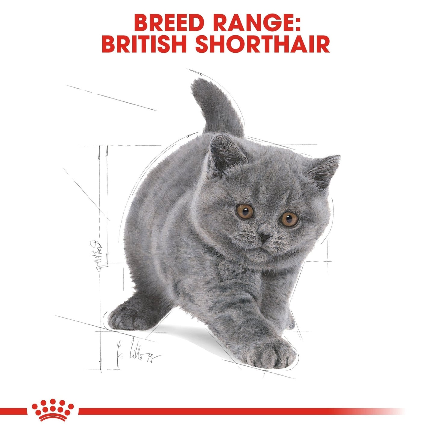 Royal Canin Feline Breed Nutrition British Shorthair Kitten 2 kg