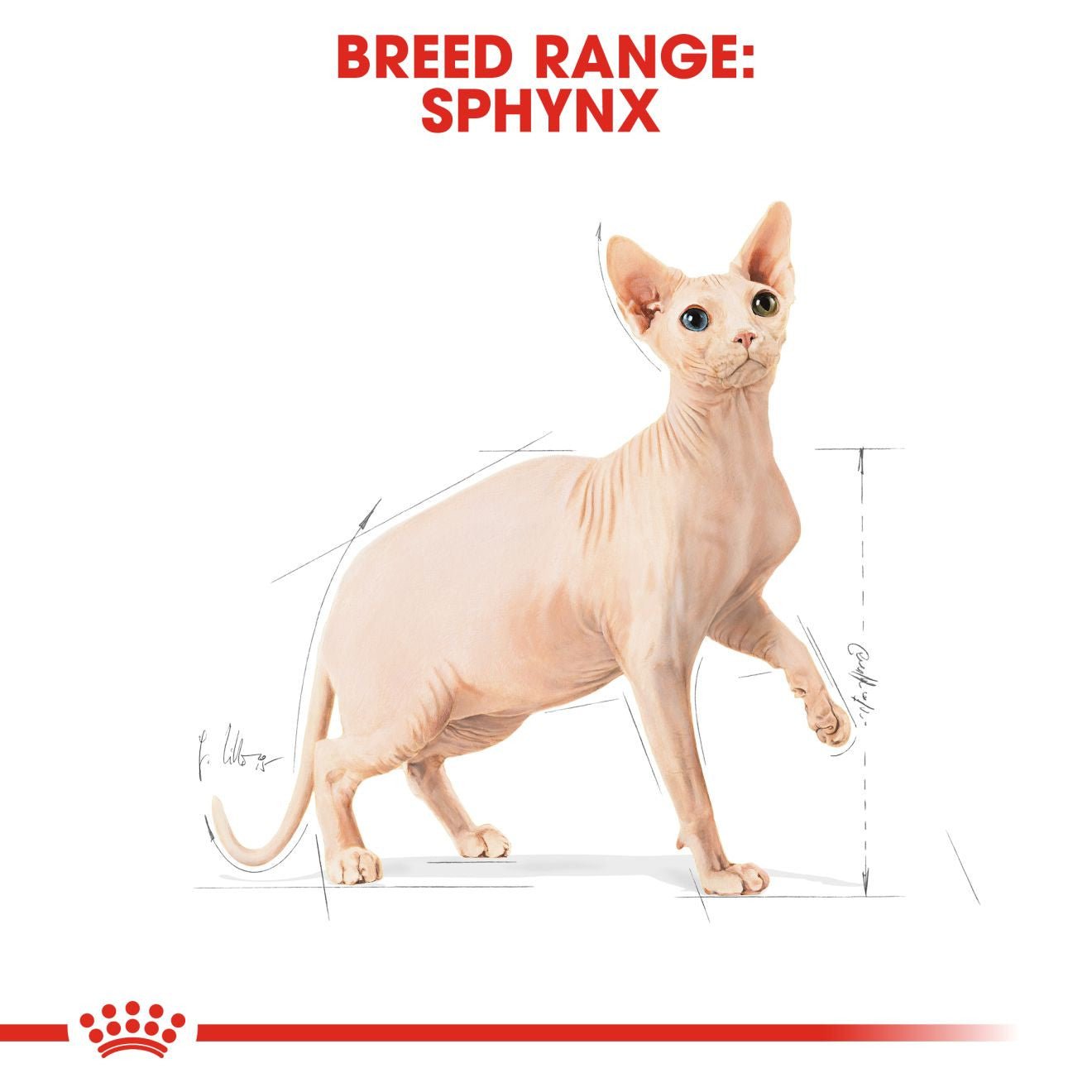 Royal Canin Feline Breed Nutrition Sphynx 2kg
