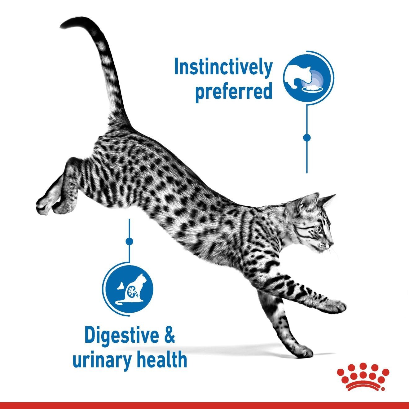 Royal Canin Feline Health Nutrition Indoor (Wet Food - Pouches) 12 x 85 g